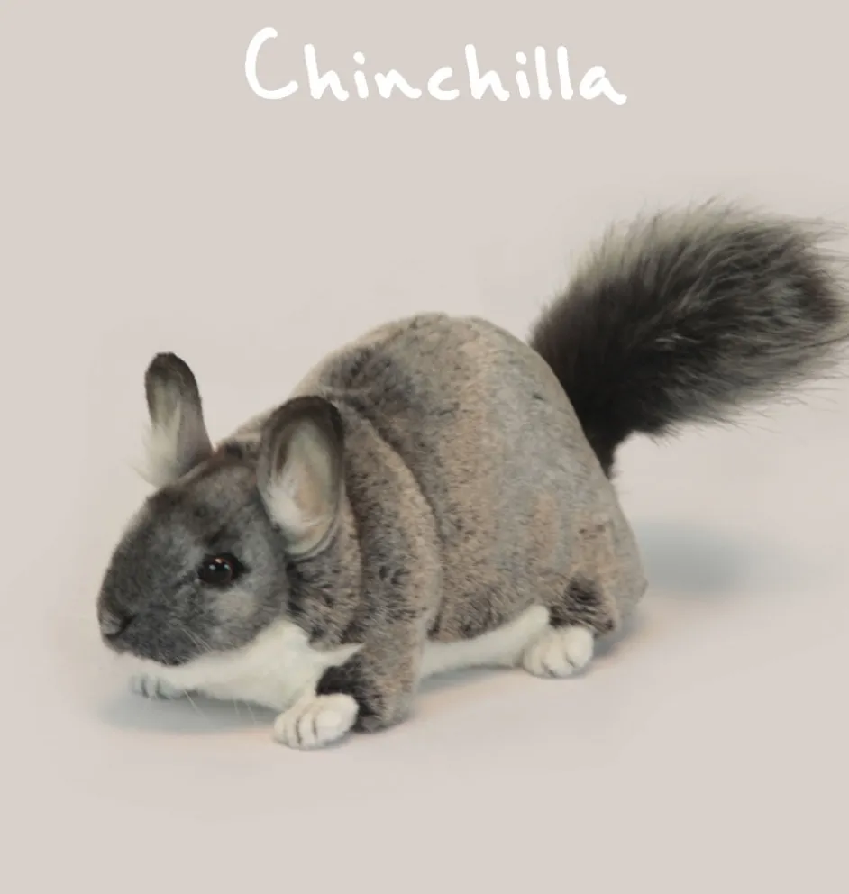 Hansa Chinchilla